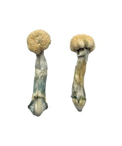 Buy Albino Treasure Coast Magic Mushrooms
