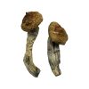 Buy Amazonian Mushrooms Online Texas