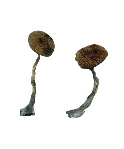 Buy Costa Rican Magic Mushrooms Online