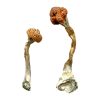 Buy Golden Emperor Magic Mushrooms Texas