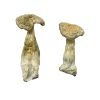 Buy Leucistic Burma Magic Mushrooms Texas