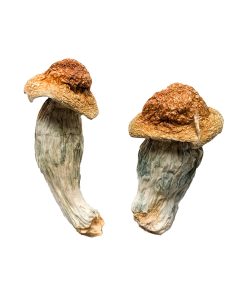 Buy Homestead Penis Envy Magic Mushrooms Online