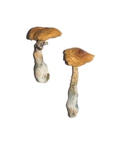 Buy Penis Envy 6 (PE6) Magic Mushrooms Online